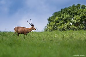 Indian hog deer.jpg