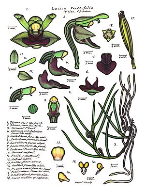 LR049 72dpi Luisia teretifolia