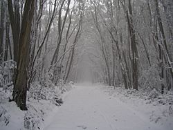 Lake-Mountain-trail.jpg