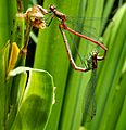 Large Red Damselflies in Wheel at Gunnersbury Triangle