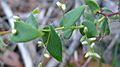 Leucopogon amplexicaulis 1