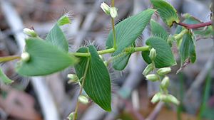 Leucopogon amplexicaulis 1.jpg