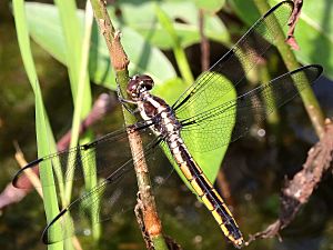 Libellula incesta-female dorsal.jpg