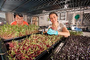 Liping Kou observes microgreens