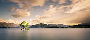 Lonely tree of Wanaka