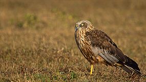 Marsh Harrier Male.jpg