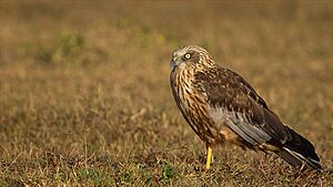 Marsh Harrier Male