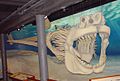 Megalodon skeleton