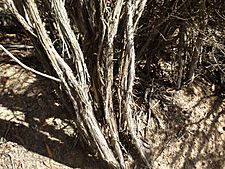 Melaleuca condylosa (bark)