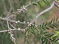 Melaleuca decora fruit