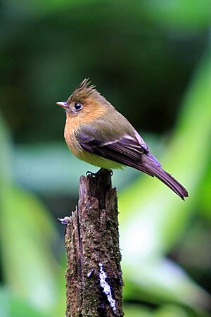 Mitrephanes phaeocercus -Costa Rica-8a.jpg