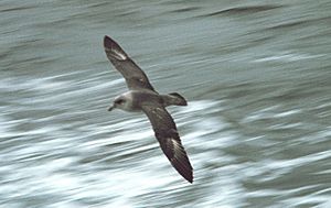 Northern Fulmar