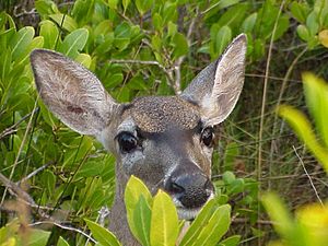 Odocoileus viginianus clavium