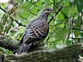 Oriental Turtle Dove RWD