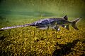 Paddlefish-USFWS-Fish-and-Aquatic-Conservation-2160x1440.jpg