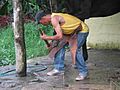 Panamanian farrier at work