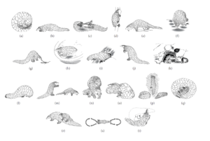 Pangolin behaviour (Manis crassicaudata)