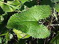 Phlomis tuberosa sl26