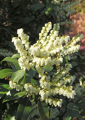 Pieris floribunda