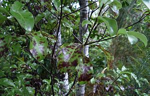 Pittosporum tenuifolium 11.JPG