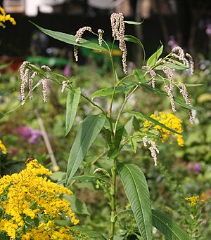 Polygonum lapathifolium3.jpg