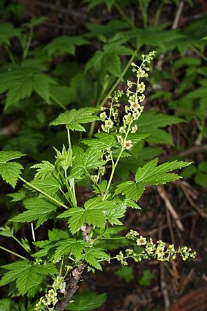 Ribes bracteosum 9295.JPG