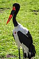 Saddle-billed Stork (2)