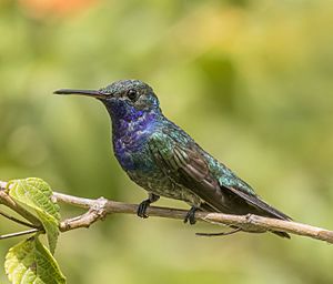 Sapphire-throated hummingbird (Lepidopyga coeruleogularis coeruleogularis) male.jpg