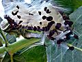 Seed Calotropis procera