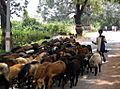 Sheep and herder India