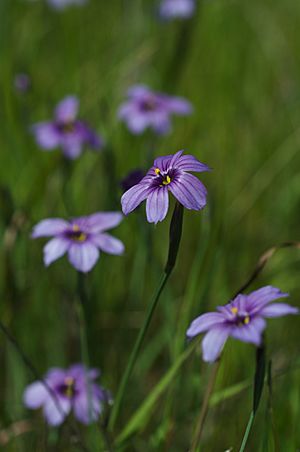 Sisyrinchium bellum Ring Mtn.jpg