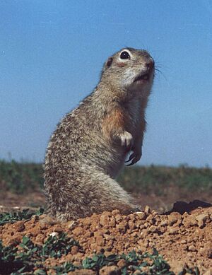 Spermophilus suslicus-small