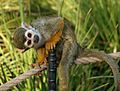 Squirrelmonkey01