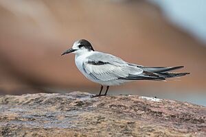 Sterna hirundo - Boat Harbour