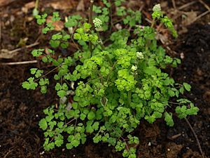 Thalictrum fendleri var. polycarpum