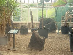 The Calder Stones, Calderstones Park - geograph.org.uk - 40880