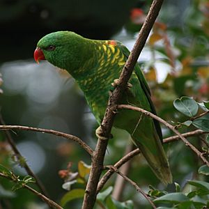 Trichoglossus chlorolepidotus -Australia-8a-3c.jpg