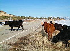 UT 313 cattle