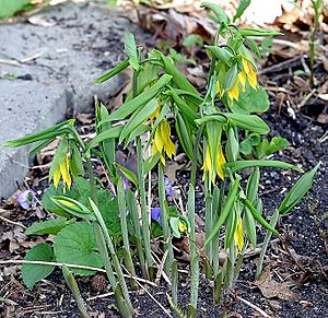 Uvulariagrandiflora