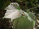 Vitis girdiana new leaf