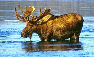 Wading moose