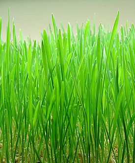 Wheatgrass