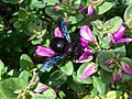 Xylocopa violacea on a flower