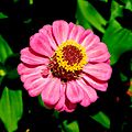 Zinnia elegans 1