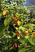 20171014 - Capsicum chinense Jacq. 'Habanero NuMex Suave Orange'.jpg