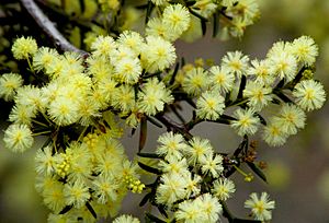 Acacia genistifolia.jpg