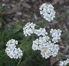 Achillea millefolium capitula 2002-11-18.jpg