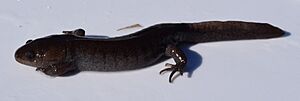 Ambystoma talpoideum at UMFS 2.JPG