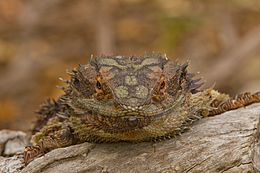 AndrewMercerIMG 3053 Eastern Bearded Dragon