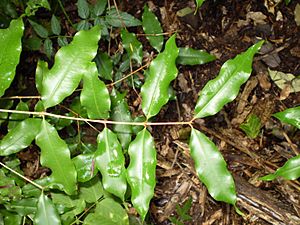 Aniseed myrtle.JPG